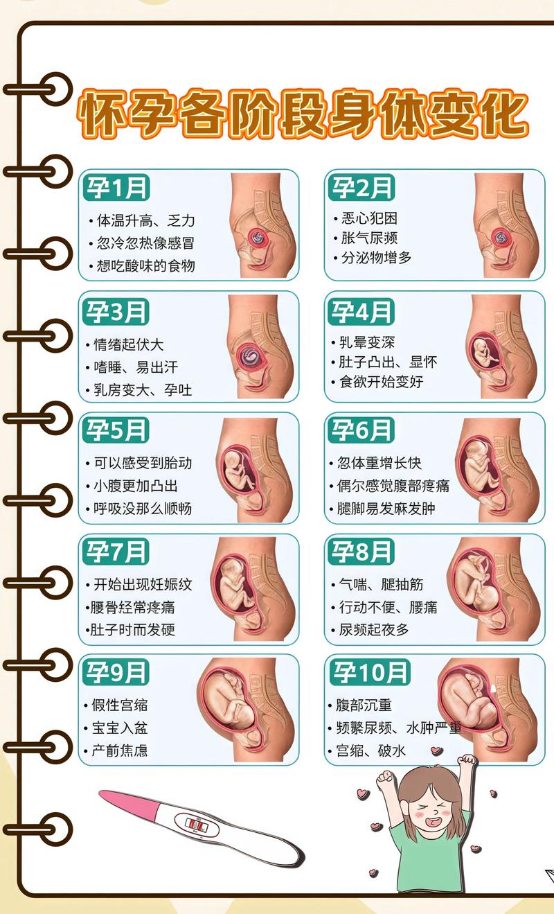 揭秘供卵代孕妈妈怀孕小腹分两节，孕期变化的奥秘潼南代生机构: